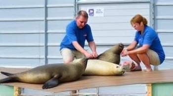 Участница экологической премии приняла участие в выпуске спасенных тюленей